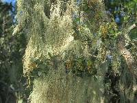 Ramalina menziesii image