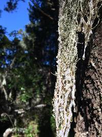 Ramalina menziesii image