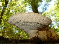 Trametes cubensis image