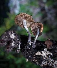 Psilocybe cyanescens image