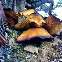 Omphalotus olivascens image