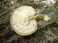 Trametes cubensis image