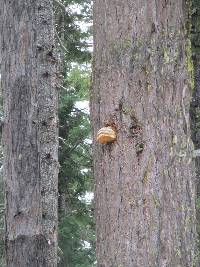 Fomitopsis officinalis image