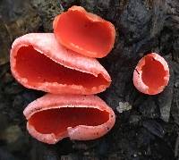 Sarcoscypha coccinea image