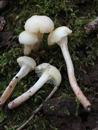 Hygrocybe russocoriacea image