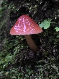 Hygrocybe psittacina var. psittacina image