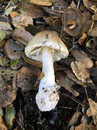 Amanita phalloides image