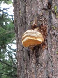 Image of Agaricum officinale