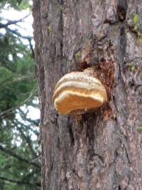 Fomitopsis officinalis image