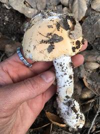 Amanita velosa image