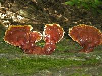 Ganoderma tsugae image