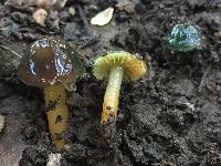 Hygrocybe psittacina var. psittacina image