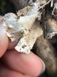 Trametes versicolor image