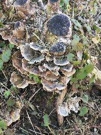 Trametes versicolor image