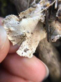 Trametes versicolor image