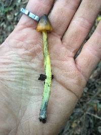 Hygrocybe singeri image