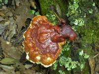 Ganoderma tsugae image