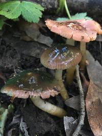 Hygrocybe psittacina var. psittacina image