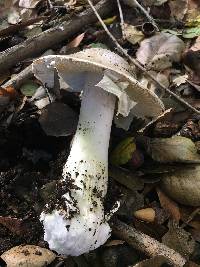 Amanita phalloides image