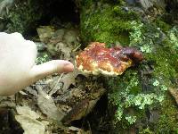 Ganoderma tsugae image