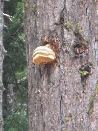 Fomitopsis officinalis image