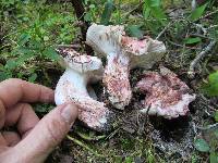 Hygrophorus purpurascens image