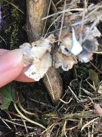 Trametes versicolor image