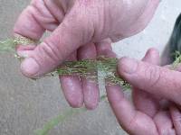 Ramalina menziesii image