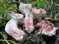 Hygrophorus purpurascens image