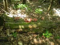 Ganoderma tsugae image