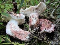 Hygrophorus purpurascens image