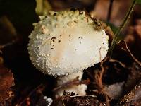 Amanita pareparina image