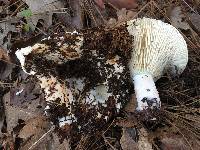 Russula brevipes image