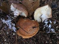 Leucopaxillus gentianeus image