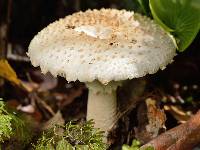 Amanita pareparina image