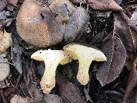 Suillus fuscotomentosus image