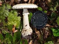 Amanita pareparina image