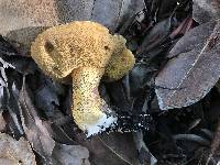 Suillus fuscotomentosus image