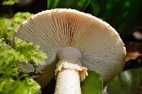 Amanita pareparina image