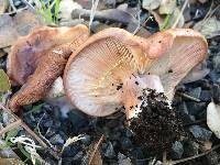 Lactarius xanthogalactus image