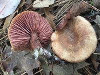 Laccaria amethysteo-occidentalis image