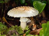 Amanita pareparina image