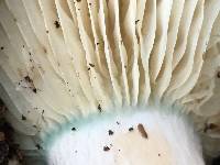 Russula brevipes image