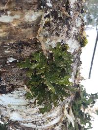 Lobaria pulmonaria image