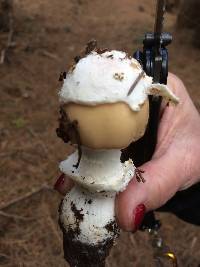 Amanita velosa image