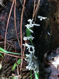 Xylaria hypoxylon image