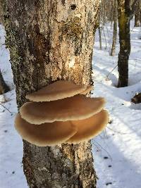 Pleurotus ostreatus image