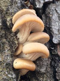 Pleurotus ostreatus image