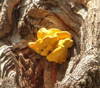 Laetiporus gilbertsonii image