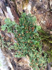 Lobaria quercizans image